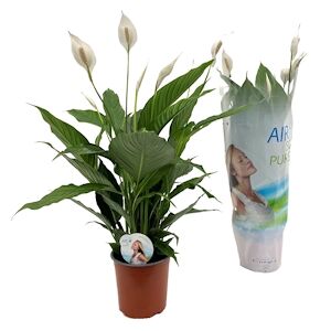 Plant in a Box Lis de la paix Lima - Spathiphyllum Lima Hauteur 60-75cm