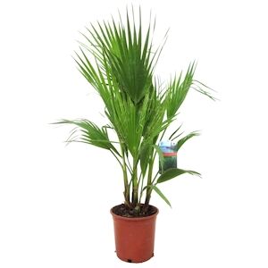 Plant in a Box Palmier Éventail - Washingtonia Robusta Hauteur 70-90cm