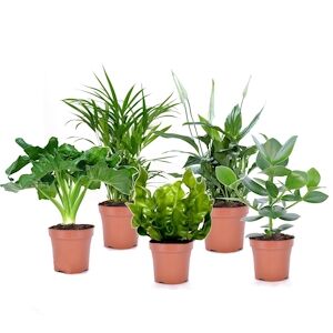 Plant in a Box Purificateur d'Air - Melange de Plantes Depolluantes Hauteur 25-40cm