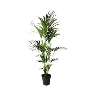Plant in a Box Kentia - Howea forsteriana Hauteur 150-170cm
