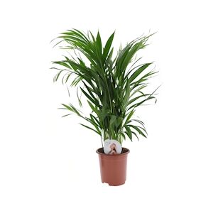 Plant in a Box Areca Palme - Dypsis Lutescens Hauteur 60-70cm