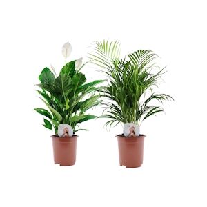 Plant in a Box Areca & Spathiphyllum - Melange de 2 Hauteur 60-75cm