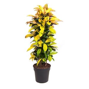 Plant in a Box Croton - Codiaeum variegatum Iceton Hauteur 140-150cm