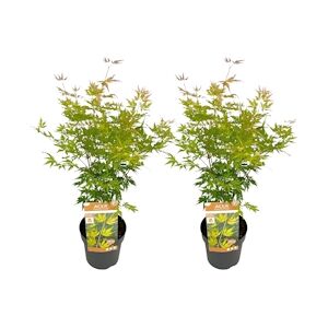 Plant in a Box Érable du Japon - Acer palmatum Orange Lace Set de 2 Hauteur 60-70cm