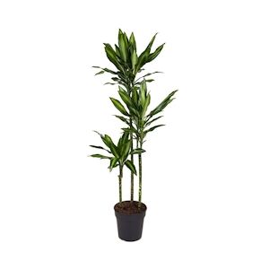 Plant in a Box Dracéna Fragrans Cintho Hauteur 140-150cm