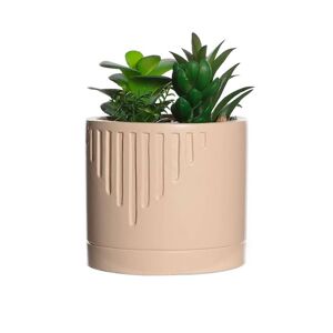 Blancheporte Plante artificielle et pot ciment - Blancheporte Beige Unité