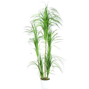 EUROPALMS Buisson de Dracena, artificiel, 215cm - Branches et buissons