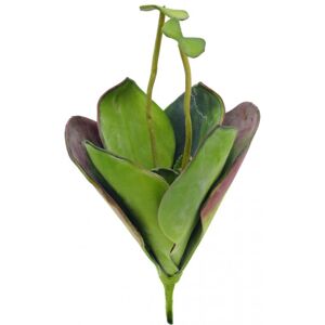 EUROPALMS Nénuphar (EVA), plante artificielle, fermée, verte, 45cm - Fleurs