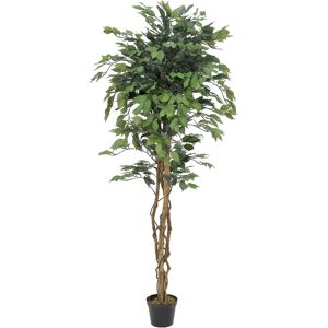 EUROPALMS Ficus Tree Multi-Trunk, plante artificielle, 180cm - Arbres