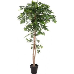 EUROPALMS Ficus longifolia, plante artificielle, 165cm - Arbres