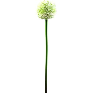 EUROPALMS Allium spray, artificiel, crème, 55cm - Branches et buissons