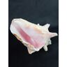 Mollusque emblématique des Antilles " LAMBI" Rose