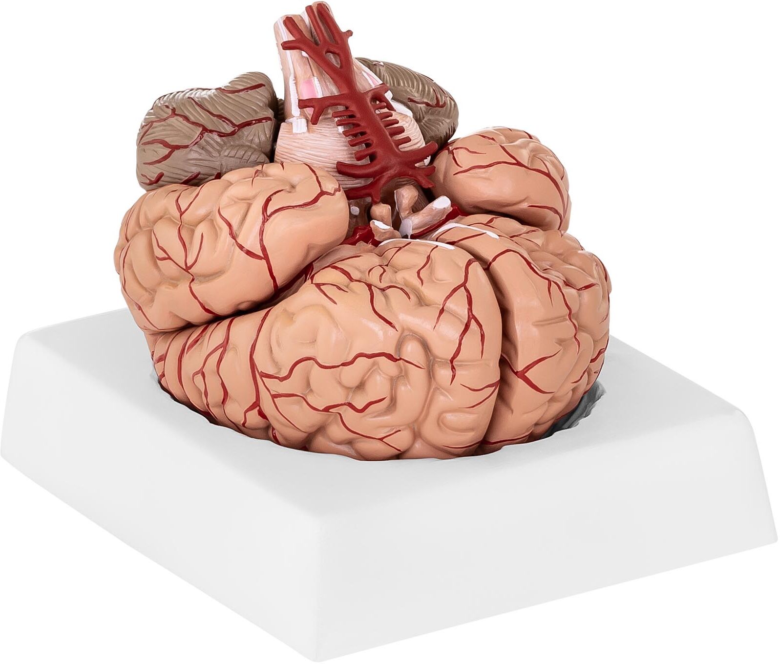 physa Brain Model PHY-BM-1