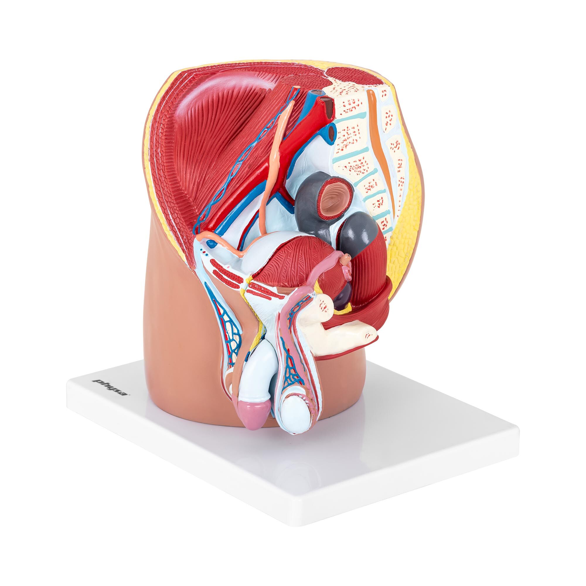 physa Pelvis Model - male - separable into 4 parts - life-sized