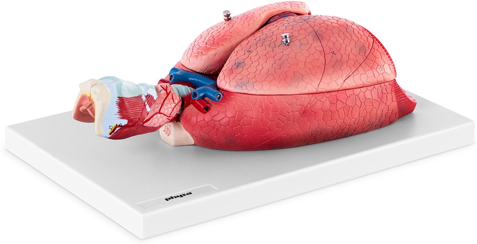 physa Respiratory System Model - separates into 7 pcs. - life-sized