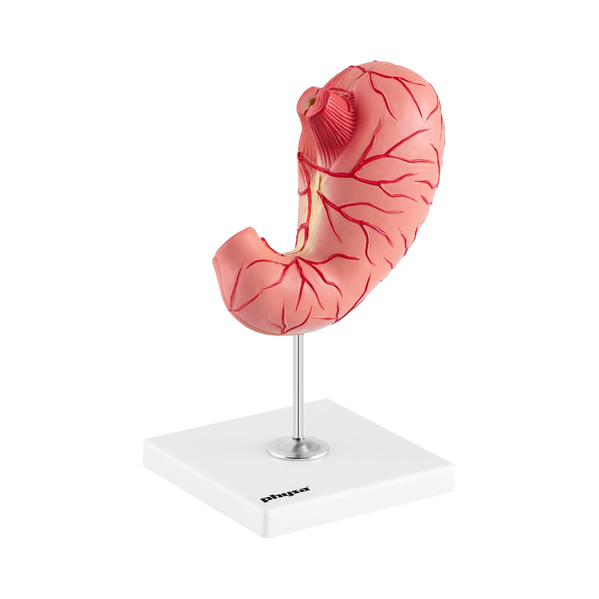 physa Stomach Model - separable into 2 pieces - life-sized