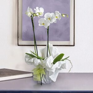 Interflora Orchidea bianca