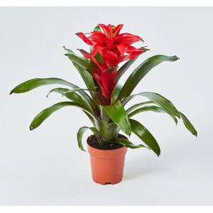 Interflora Athena