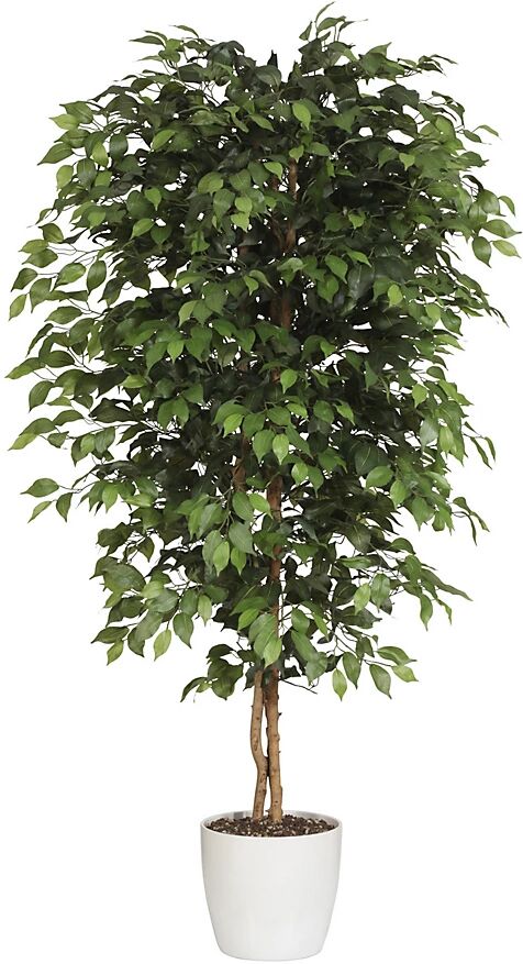 kaiserkraft Ficus benjamina -