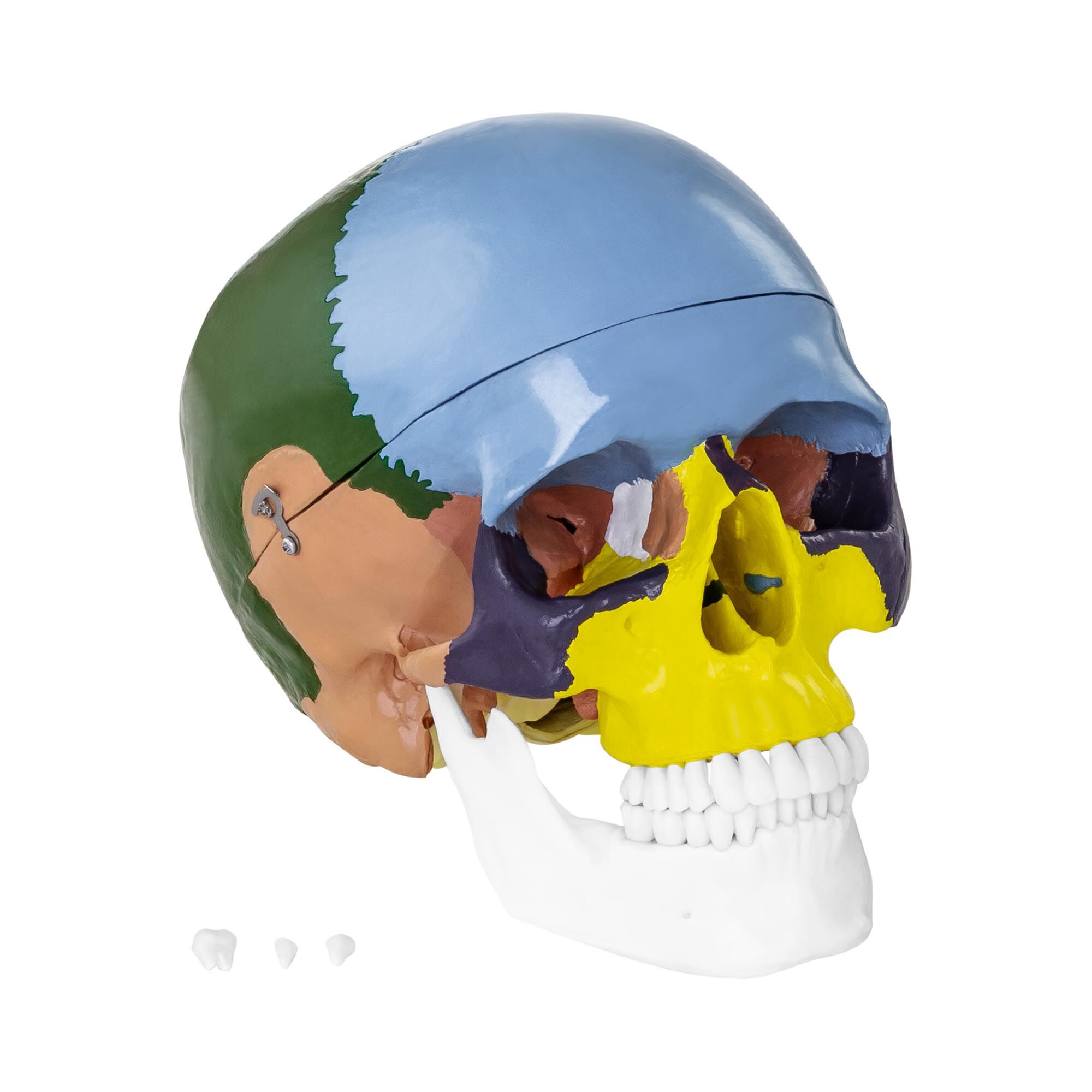 physa Modello anatomico cranio - colorato PHY-SK-3