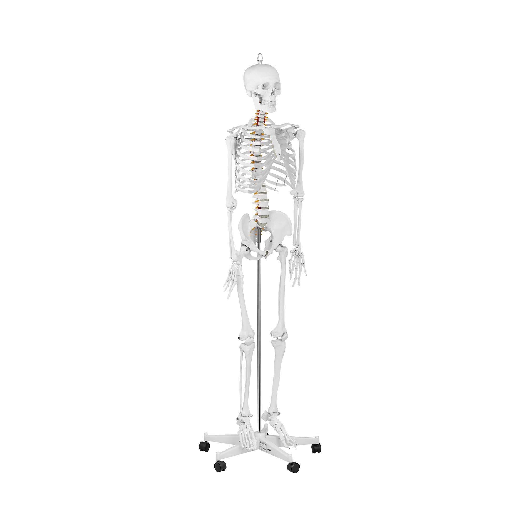 physa Anatomisch model menselijk skelet PHY-SK-1 - levensgroot