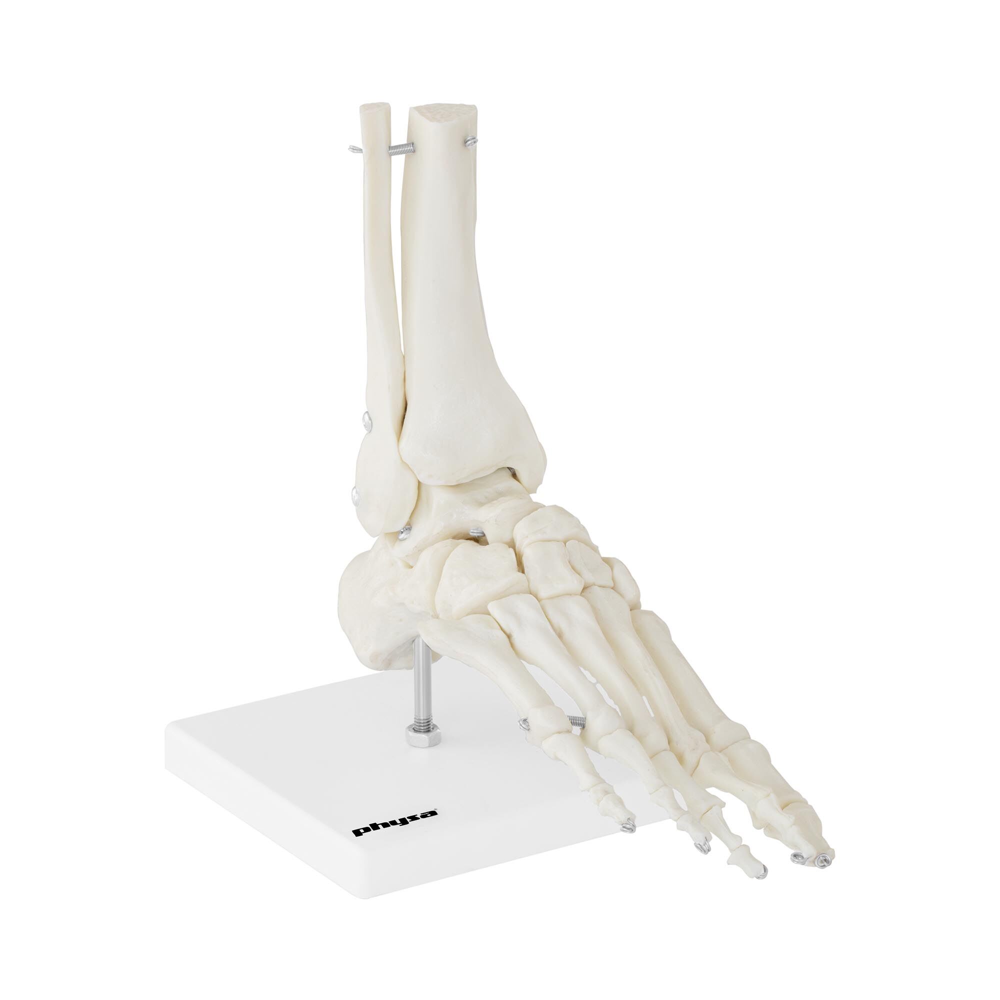 physa Anatomisch model skeletvoet PHY-FM-2
