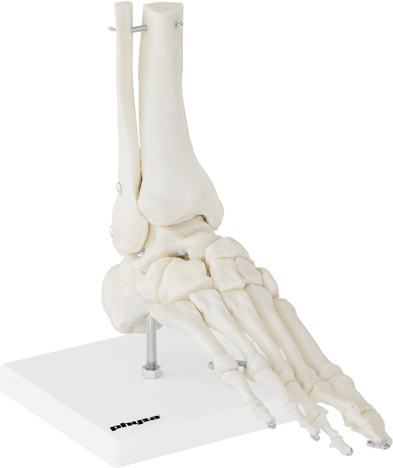 physa Anatomisch model skeletvoet PHY-FM-2