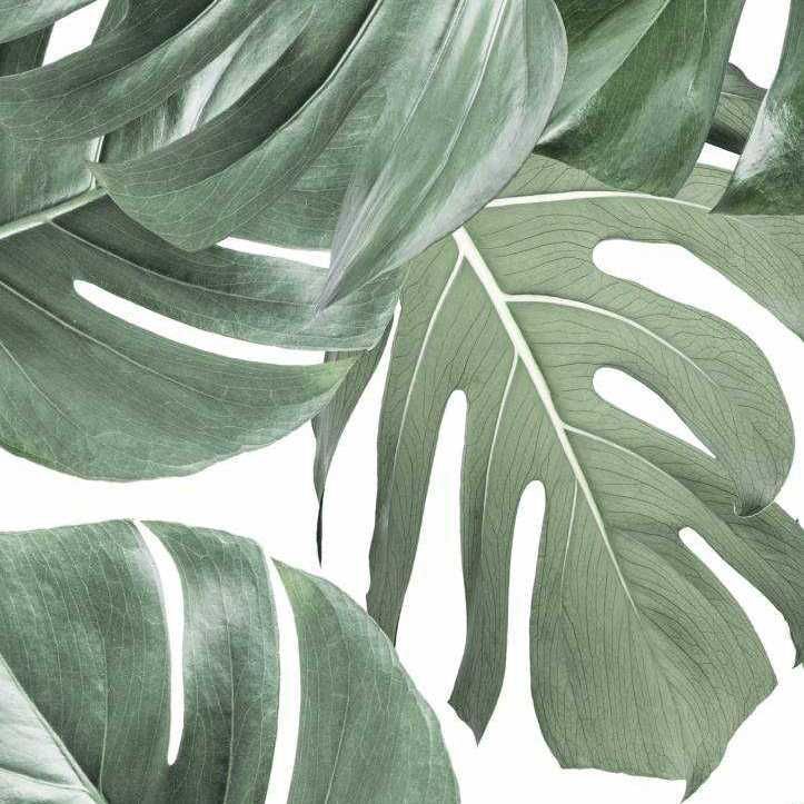 KEK Amsterdam Monstera Botanical behang Wit