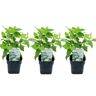 Plant in a Box Hydrangea arborescens Annabelle - Set van 3 - Pot 17cm - Hoogte 30-40cm Hydr. Annabelle P17 x3