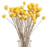 ATACT 40 Stks Gedroogde Craspedia en Gedroogde Button Ballen en, Gedroogde Boeket voor Arrangementen Bruiloft Home Decor