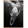 Bildverkstad Black A Whale Poster