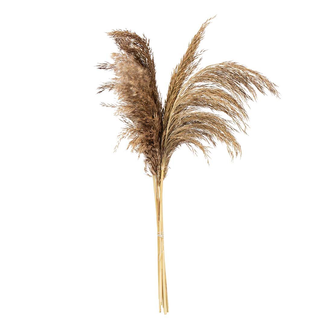 Standard produsent Pampas 3 stk 90-100 cm brune