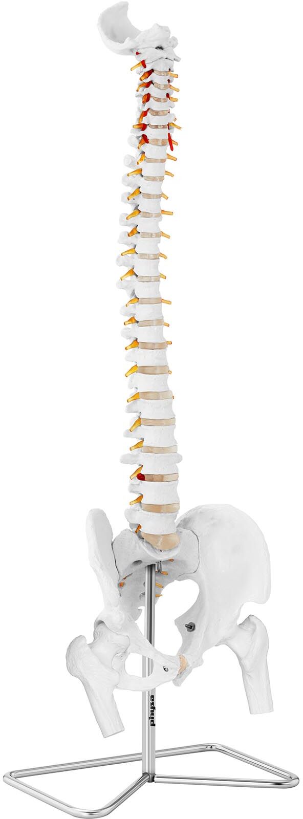 physa Ryggsøyle med bekken – Anatomisk modell PHY-SM-1