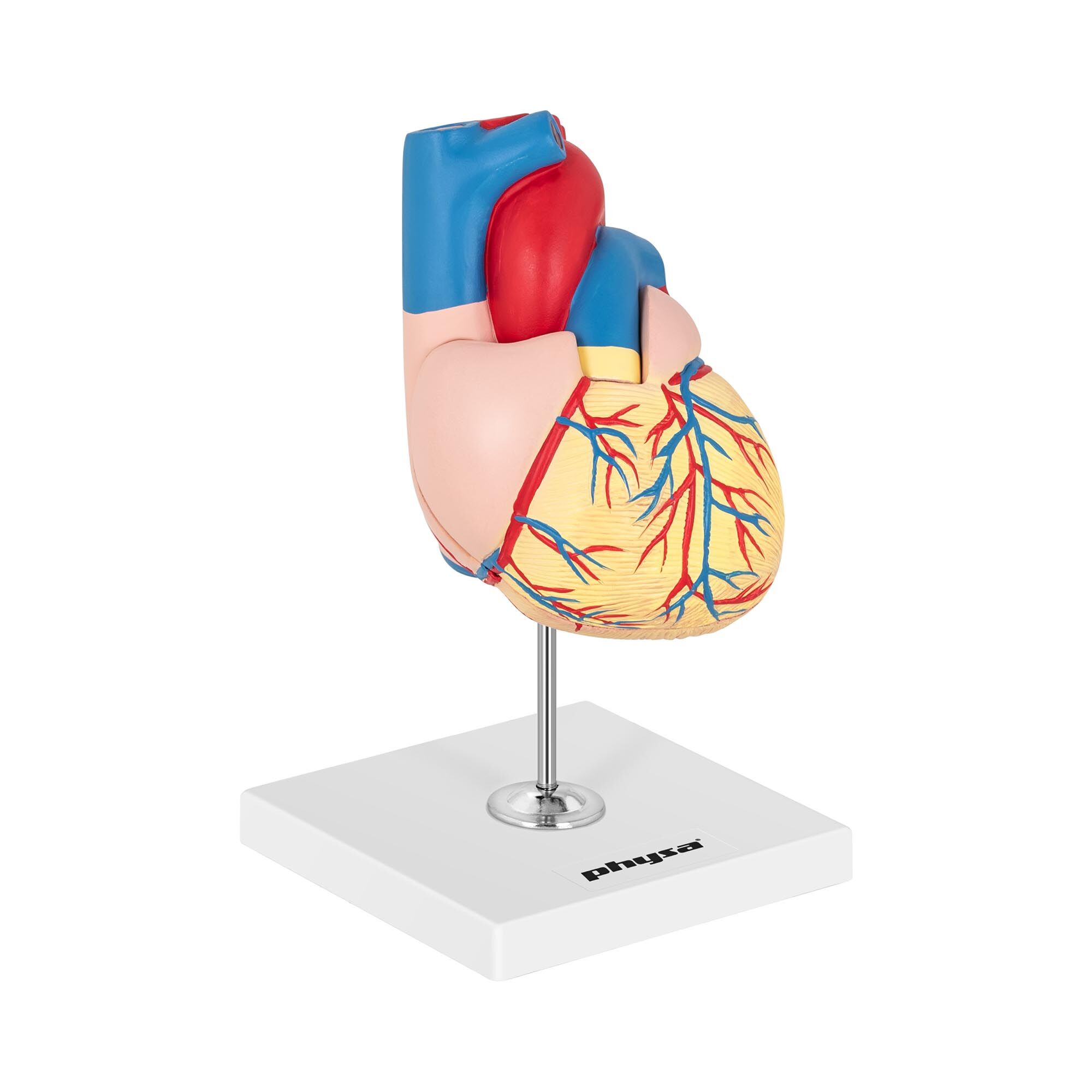 physa Anatomisk modell av hjertet - to separate deler - originalstørrelse 10040318