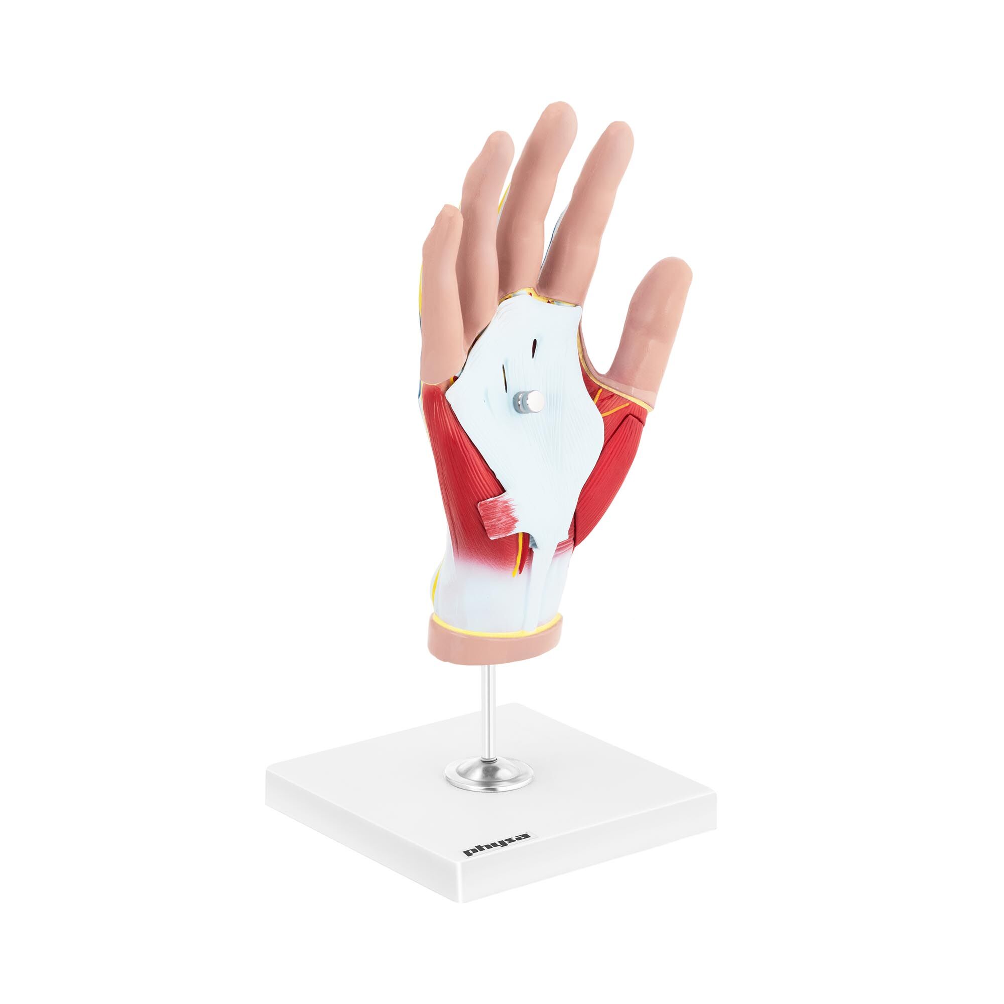 physa Anatomisk modell - Hånd - Fire deler - Original størrelse - Muskeldegenerasjon 10040334