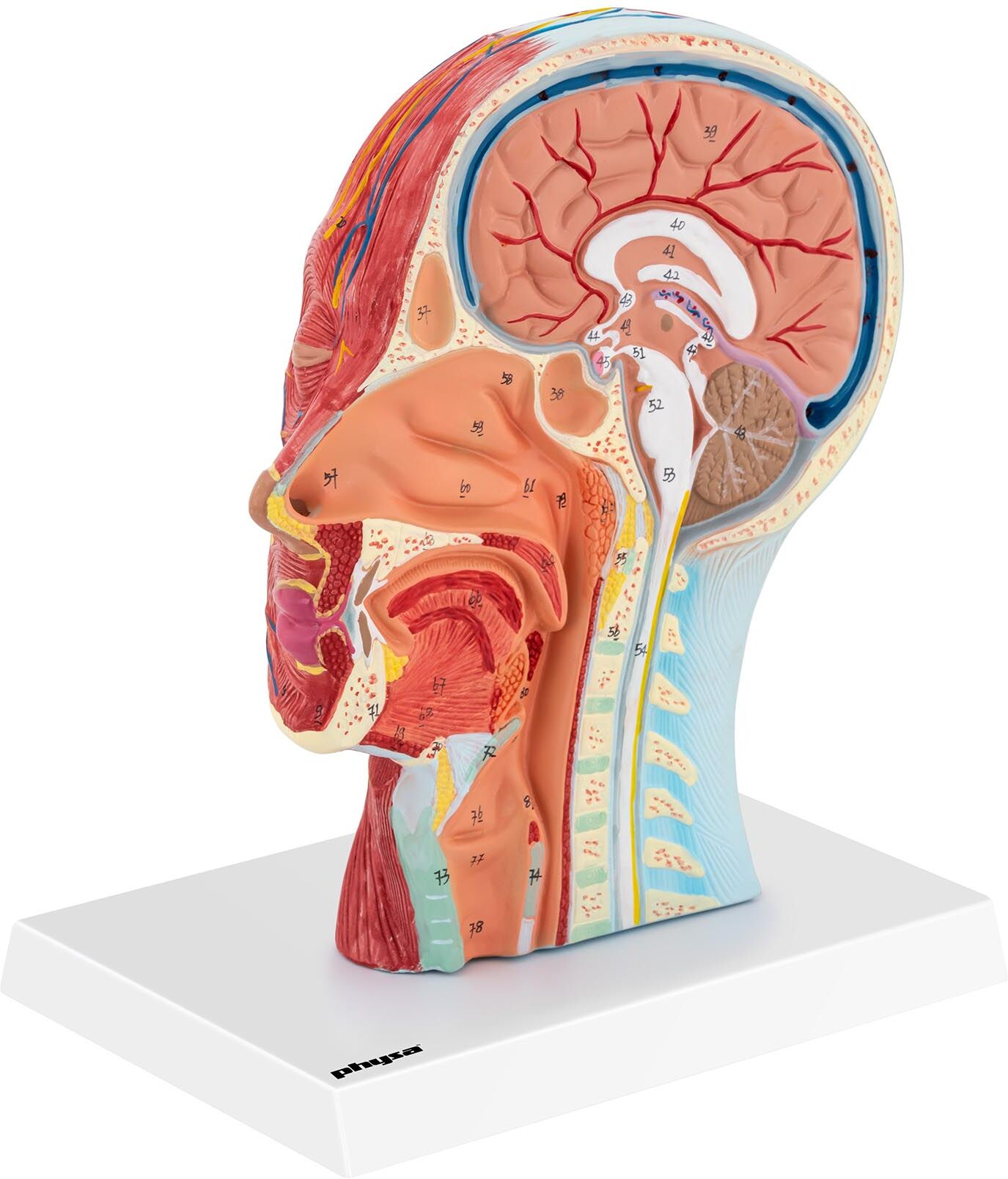 physa Anatomisk hodeskalle - Mediant snitt - Naturlig størrelse 10040335