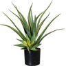 kaiserkraft Aloes, w doniczce z tworzywa, z ziemią, wys. ok. 480 mm