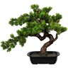 kaiserkraft Mirt zwyczajny w formie bonsai, wys. x szer. ok. 400 x 400 mm, w misie z tworzywa