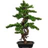 kaiserkraft Mirt zwyczajny w formie bonsai, wys. ok. 850 mm, w misie z tworzywa