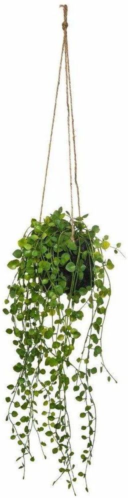 Atmosphera Sztuczny kwiat w doniczce Peperomia, wiszący, Ø 18 x 62 cm