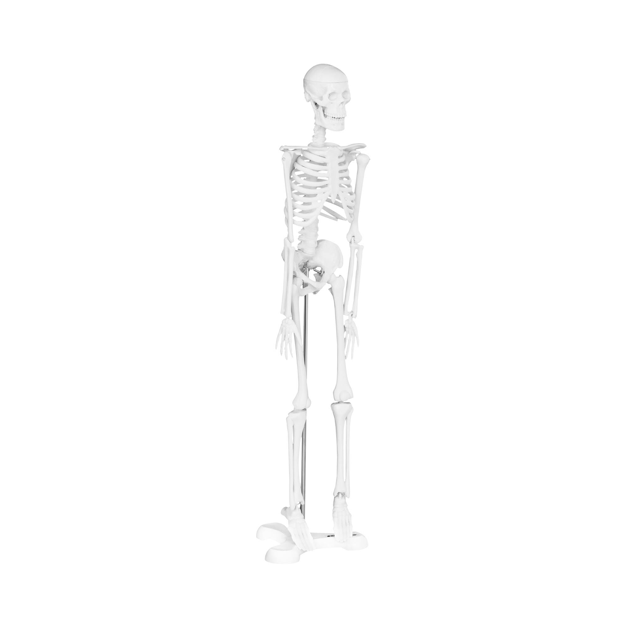 physa Szkielet człowieka - model anatomiczny - 47 cm PHY-SK-6