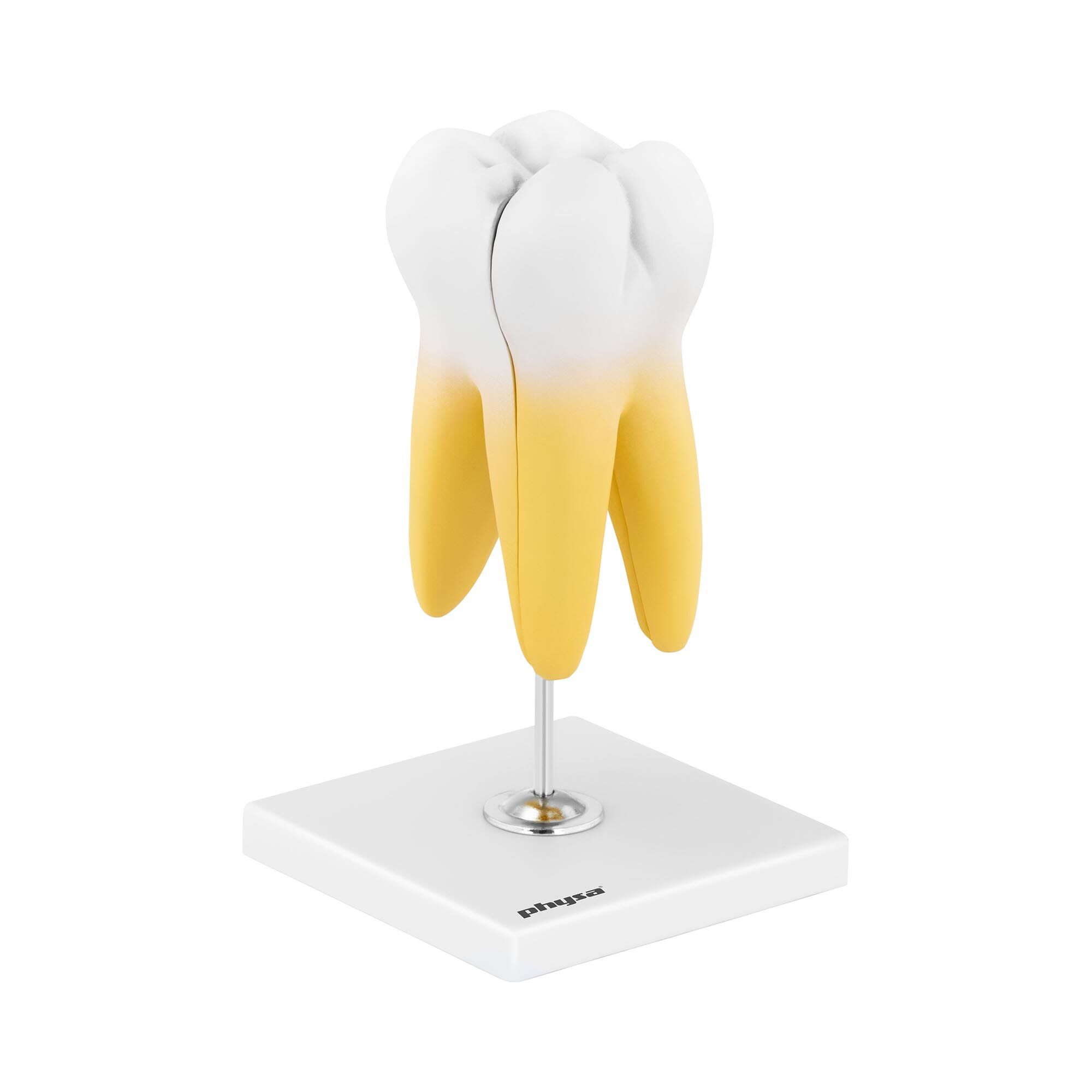 physa Ząb trzonowy - model anatomiczny PHY-TM-3