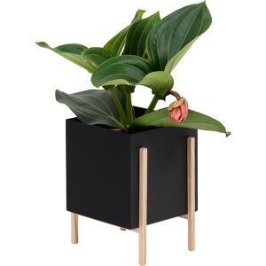 Design House - Botanic Pot Black / Ash - Black/ash - Svart - Krukor