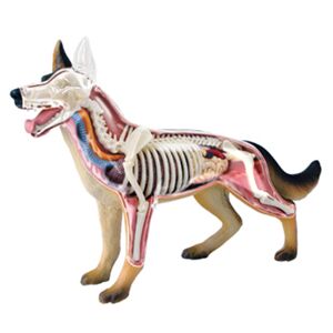 Melitt Animal Organ Anatomy Model 4D Dog Intelligence Assembling Toy Teaching Anatomy M