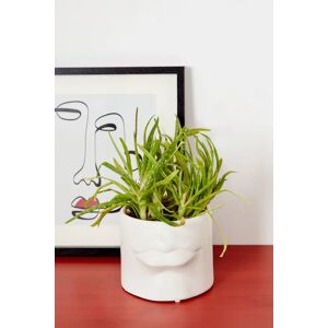 Joy Relief Lips Planter White White Unisex