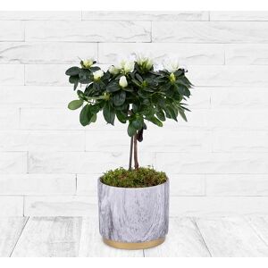 123 Flowers Azalea Tree - Christmas Plants - Christmas Plants Delivered - Christmas Indoor Plants - Xmas Plants