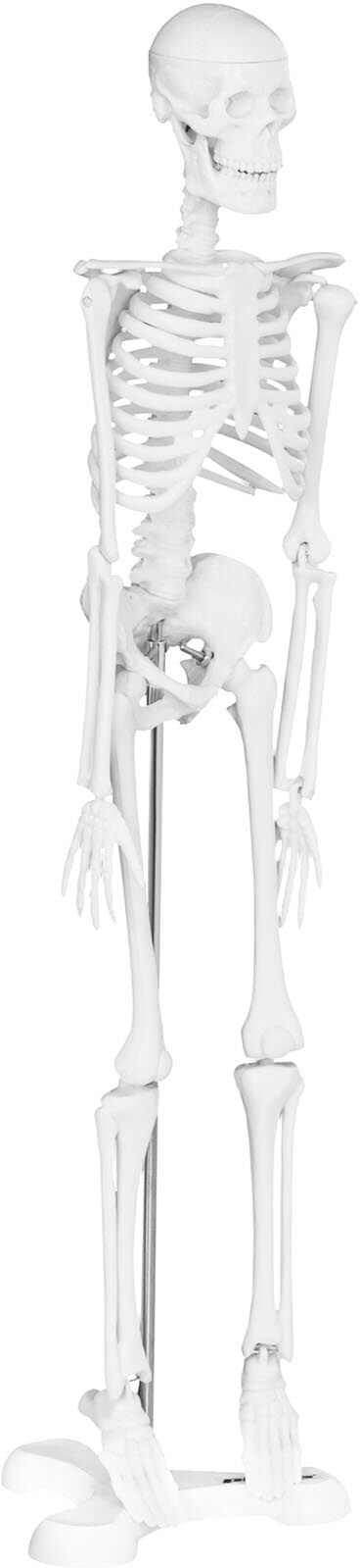 physa Miniature Skeleton PHY-SK-6 - 1:4 scale