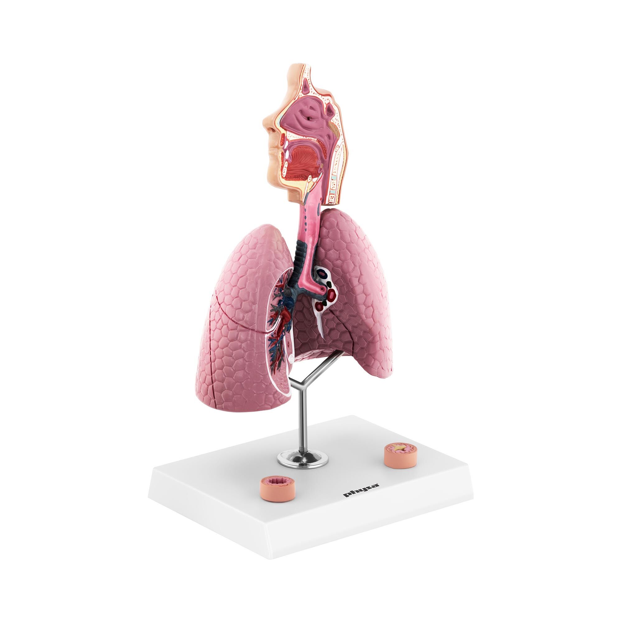physa Respiratory System Model - 27.5 cm tall - full-colour PHY-RS-1