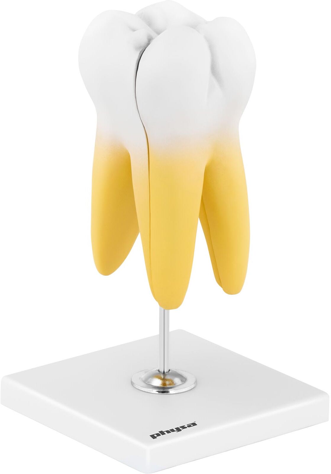 physa Molar Model - twin-root molar - 2 pcs. PHY-TM-3