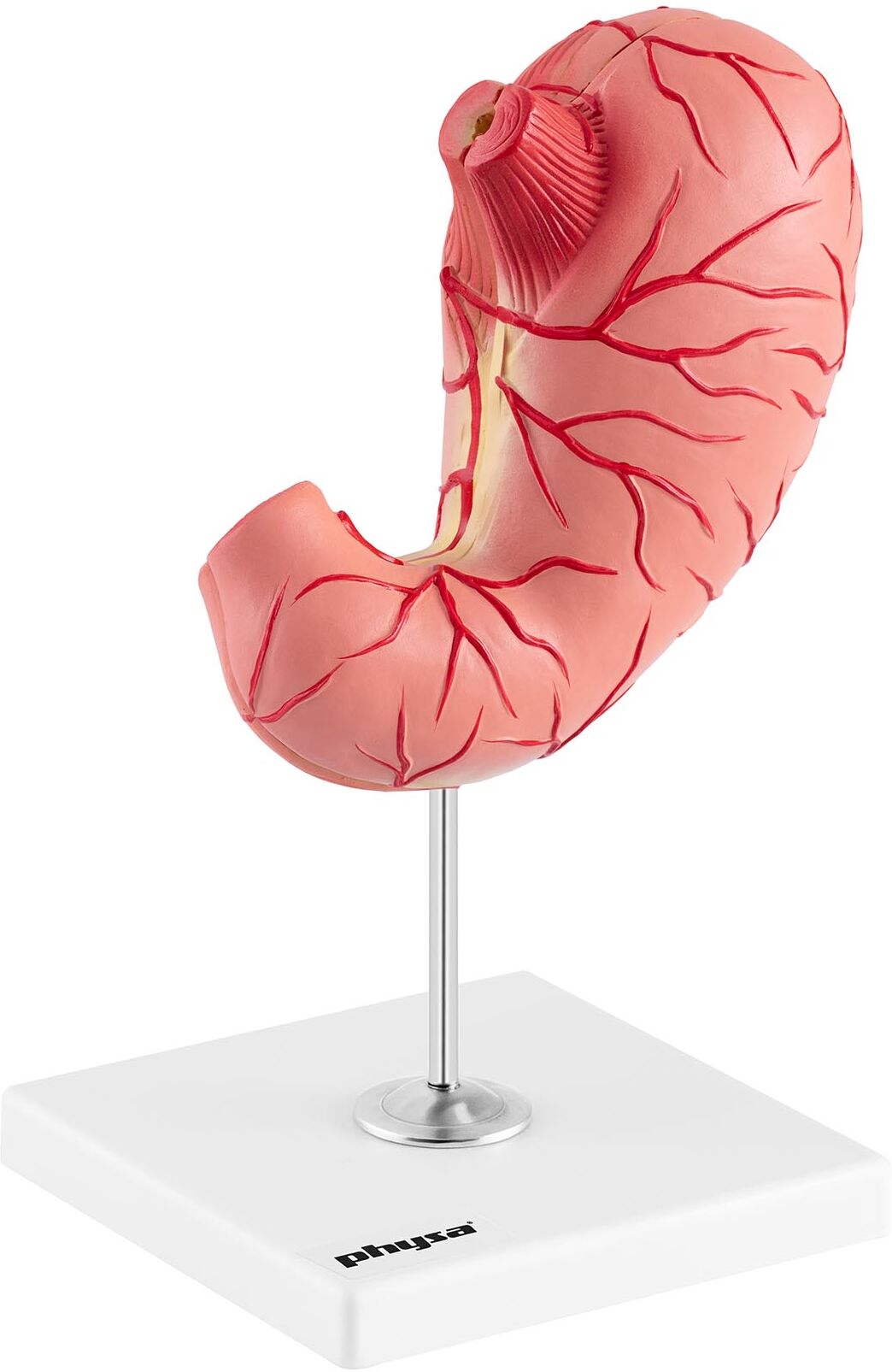 physa Stomach Model - separable into 2 pieces - life-sized PHY-SM-8